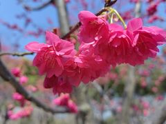 -顾村公园