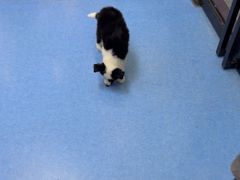 -博特宠物医院24h犬猫全科.骨科·异宠