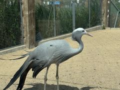 -盐城丹顶鹤湿地生态旅游区