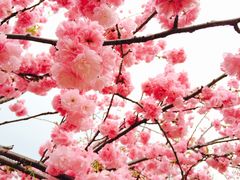 -天适樱花悠乐园