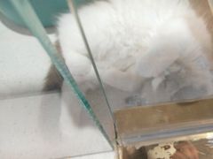 -糯米喵星人总部直营旗舰店·猫舍·幼猫出售
