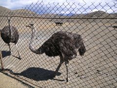 -新疆天山野生动物园