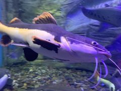 -芜湖新华联大白鲸海洋公园