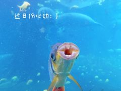 -珠海长隆海洋王国