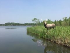 -溱湖国家湿地公园