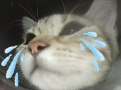 输液中…喵的状态慢慢好起来了&nbsp;哈哈&nbsp;小家伙输液还是这么不老实&nbsp;怎么不能像个病人一样呢-北京恒爱动物医院(清景园分院)