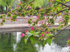 -海棠花溪(元大都城垣遗址公园)