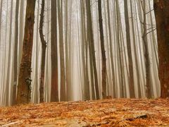 -山王坪喀斯特国家生态公园
