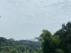 -铁山坪森林公园