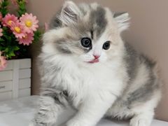 -小猫来了·猫舍(红山六九七九店)