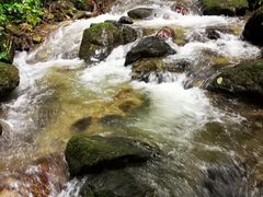 -莫里热带雨林景区