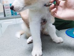 -安安宠医安欣宠物医院