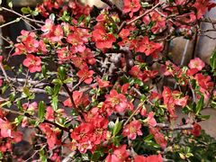 -双季花艺园艺市场(浦东店)