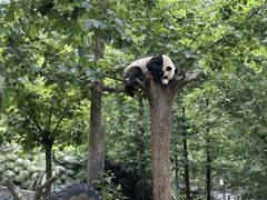 -都江堰中华大熊猫苑