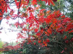 -上海佘山国家森林公园天马山园