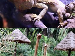 -海南热带野生动植物园