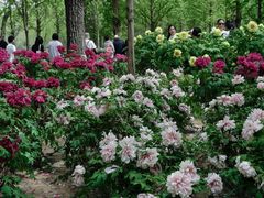 -石家庄市植物园