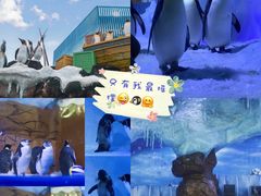 -海合安成都极地海洋公园