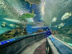 -上海海洋水族馆