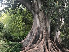 -墨尔本皇家植物园