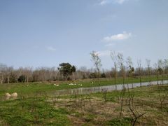 -合肥滨湖国家森林公园