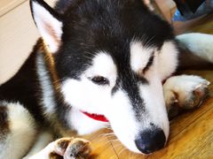-Husky Go! 哈士奇体验馆·宠物咖啡厅狗咖