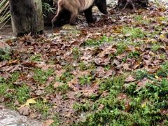 -都江堰中华大熊猫苑