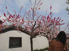-南汇桃花村
