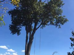 -大树秋千