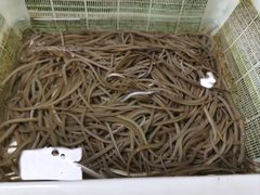 -寻味顺德·南记酒家·传统顺德菜·鱼生(广源路店)
