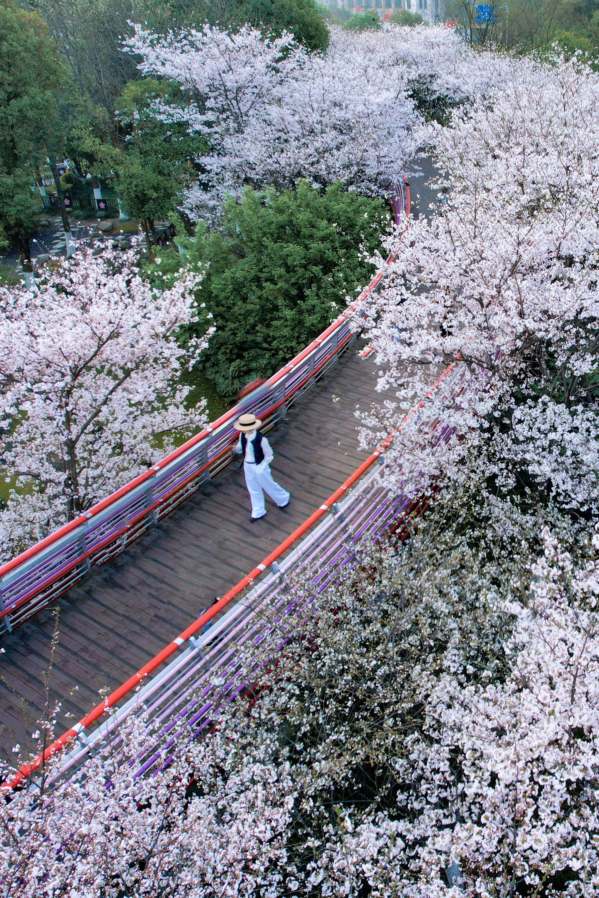 宁波达人村樱花图片