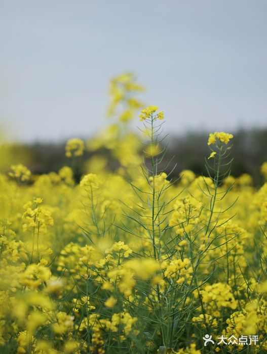 庄行菜花景区图片