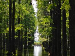 -渌洋湖湿地公园