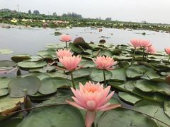 -白洋淀景区