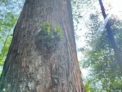 -杭州张苍水先生祠