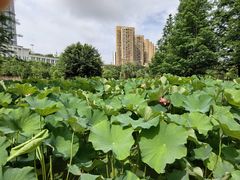 -沐仙湖湿地公园