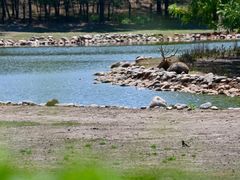 -北京麋鹿生态实验中心