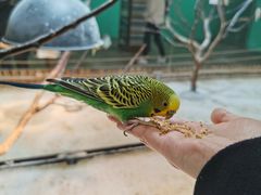 -上海大自然野生昆虫馆(东方明珠·爬宠昆虫探索中心)