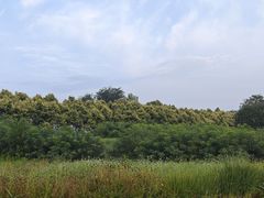 -太平河公园