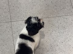 -FAELING PETS美天灵宠物(富力广场店)