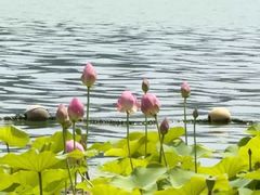 -天鹅湖体育公园