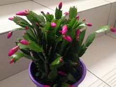 -双季花艺园艺市场(浦东店)
