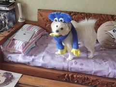 -BABIT巴比特宠物(MOMOPARK店)