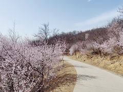 -北京西山国家森林公园