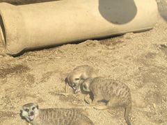 -秦皇岛野生动物园