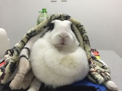 -达爱动物医院·犬猫分区·CT·复杂眼科(远洋山水分院)