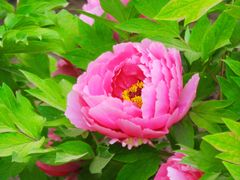 -莲花池公园