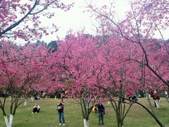 android_upload_pic-广州市石门国家森林公园