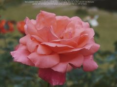 -上海滨江森林公园