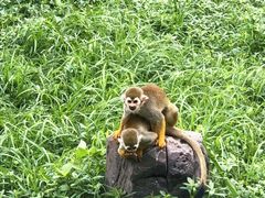 -上海野生动物园